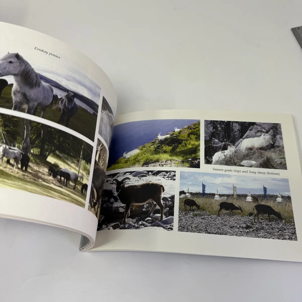 Interior page spread with photographs of Eriskay ponies grazing the meadow, Saanen goats and Soay sheep on the rocky shore, and prayer flags above grazing animals near the retreat gate
