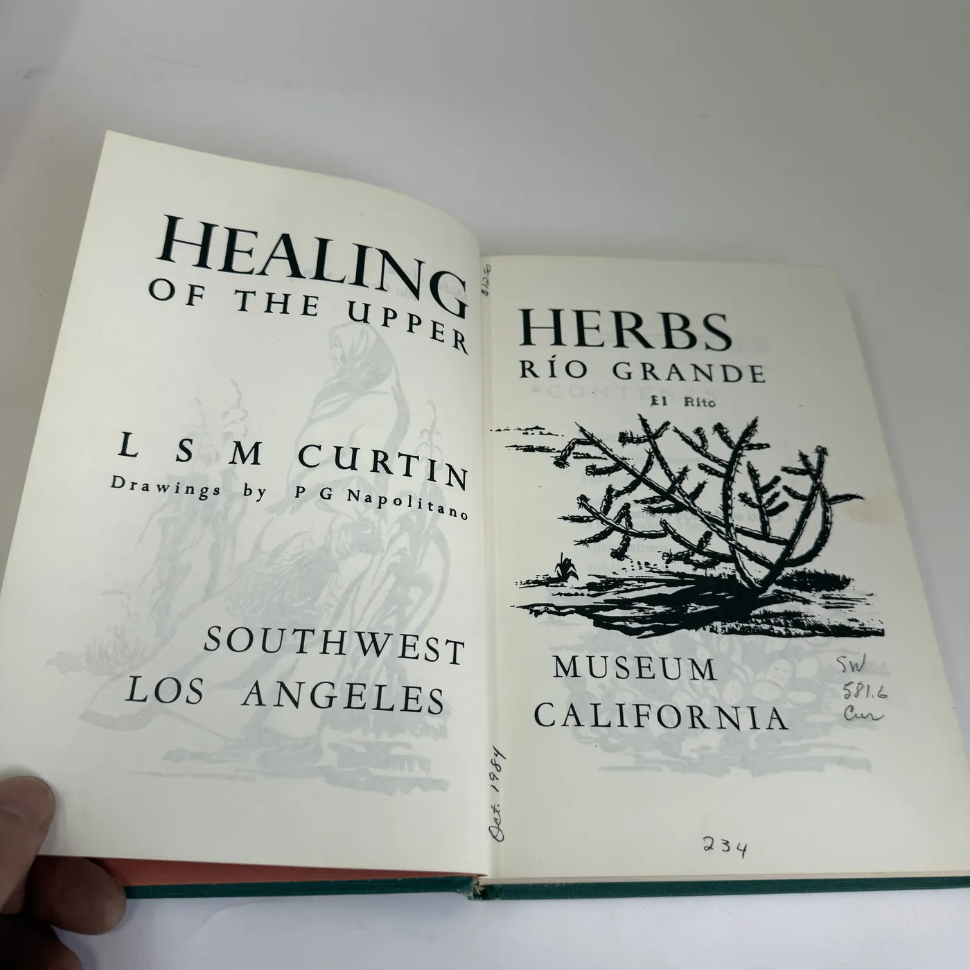 The two-page title spread of Healing Herbs of the Upper Rio Grande. Left page: 'HEALING / OF THE UPPER / L S M CURTIN / Drawings by P G Napolitano / SOUTHWEST / LOS ANGELES'. Right page: 'HERBS / RÍO GRANDE / El Rito' with a P. G. Napolitano line drawing of cholla and prickly-pear cactus, and 'MUSEUM / CALIFORNIA' beneath it. Several pencil marginalia in the right margin: 'a faint dealer price code', 'Oct 1984', 'SW 581.6 Cur', '234'. A faint reverse-image bleed-through of the previous page is visible on both spreads.
