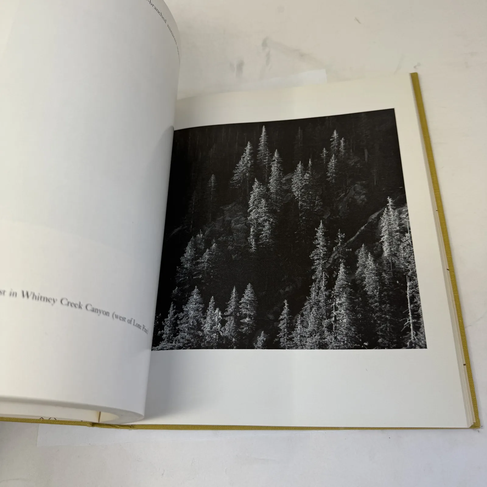 Ansel Adams photographic plate of a conifer-covered mountainside bordered in white inside the 1950 Land of Little Rain, photographed at New Mexico Literacy Project